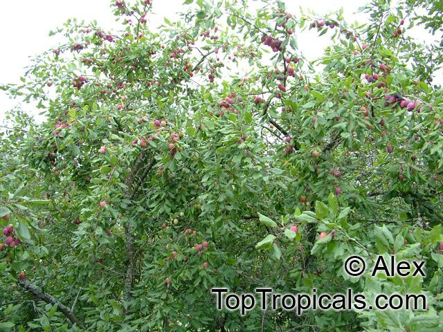 Prunus salicina